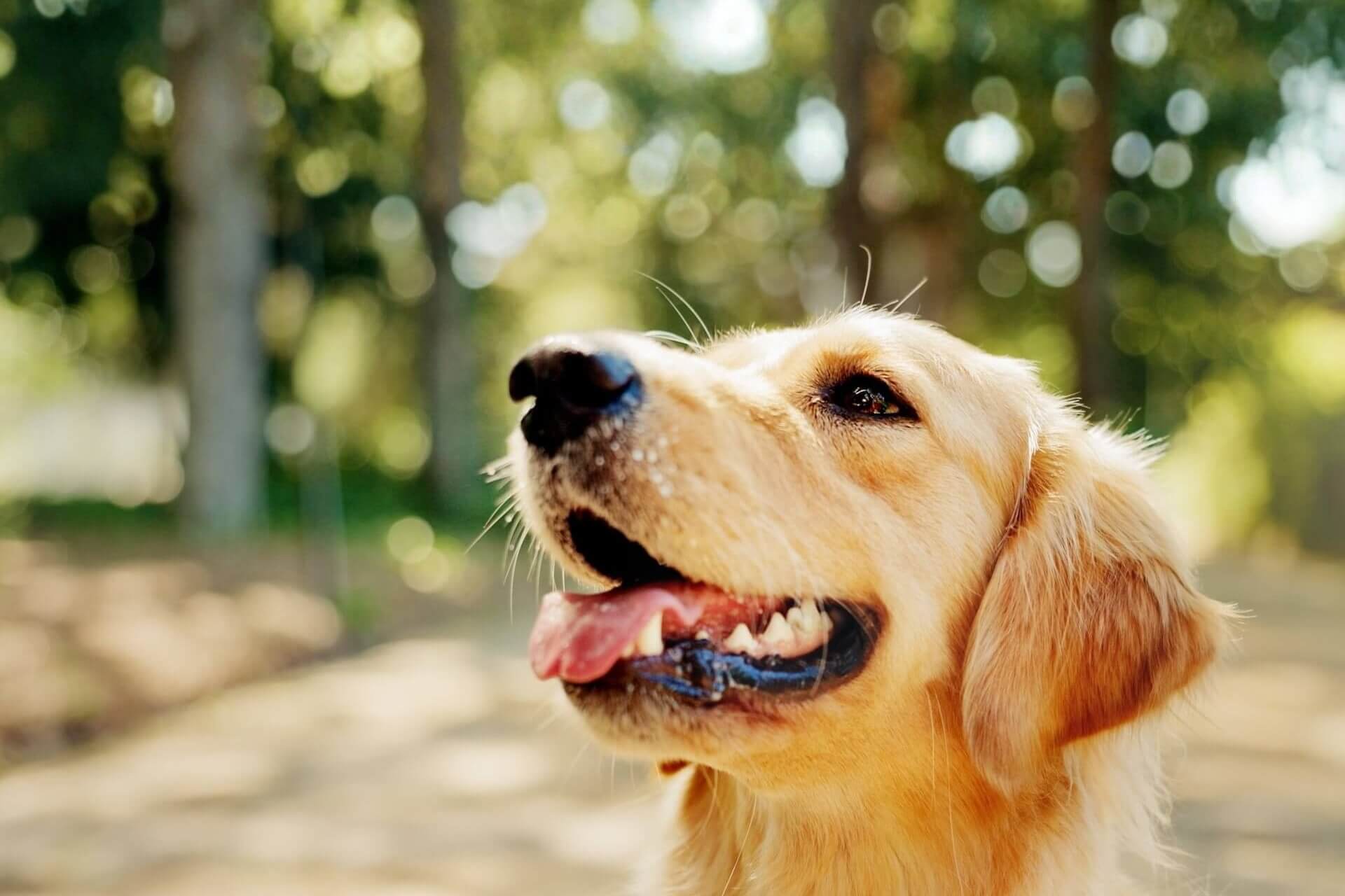 Golden Retriever dog sitting outdoors in warm natural sunlight with a soft blurred background, looking happy and healthy.