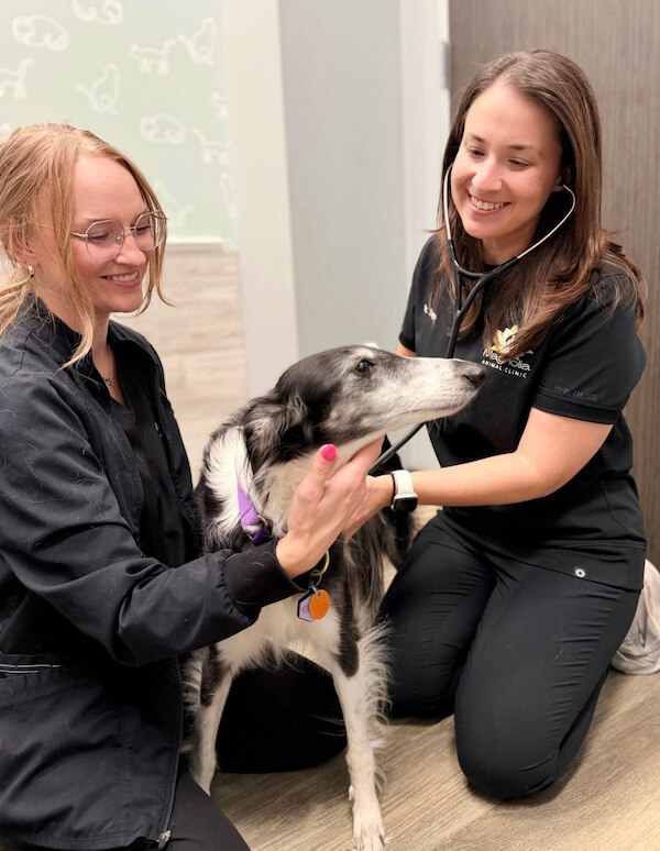 Dr. Toups doing a dog exam