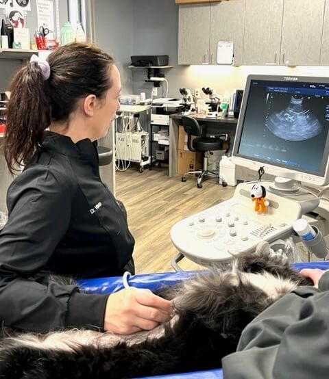 Pet having an ultrasound