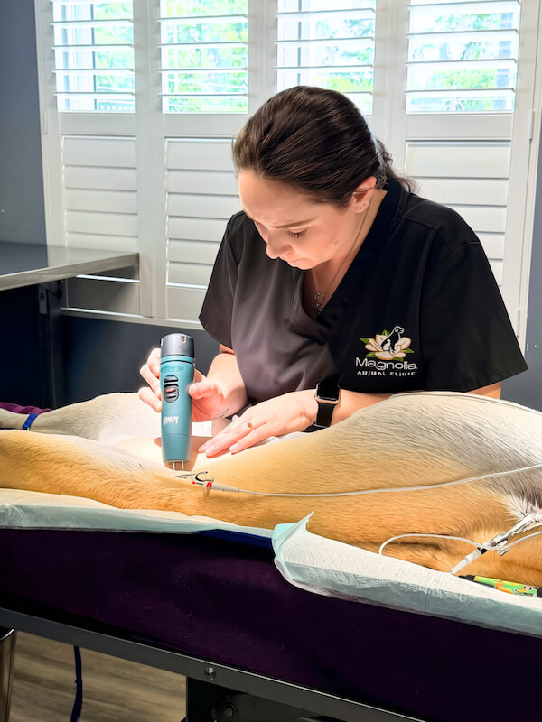 Maddie preparing a dog for surgery