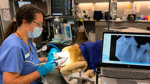 Veterinarian performing a dental procedure on an anesthetized dog with dental X-rays and monitoring equipment visible in a modern veterinary clinic.