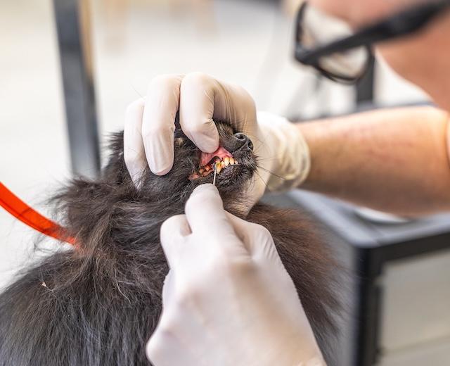 Pet Dental Care
