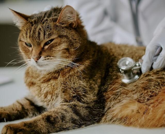 Pet Wellness and Vaccination
